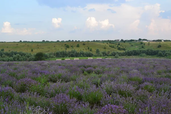 Çiçekli lavanta tarlasının güzel manzarası