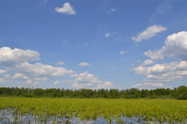 Shatsky Gölleri 'nin güzel manzarası, Kuzey Ukrayna