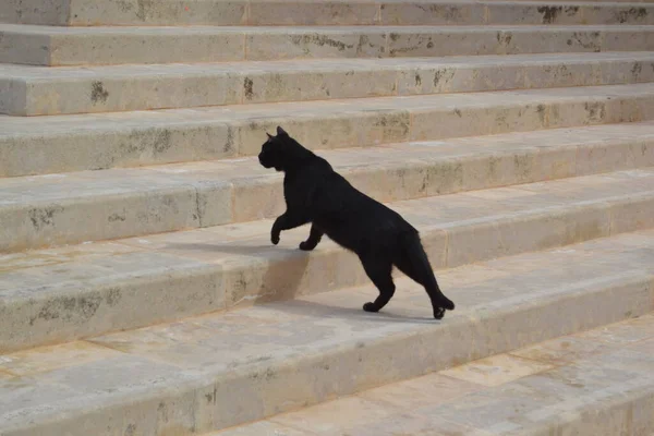 Gato Preto Andando Escadas Rua — Fotografia de Stock