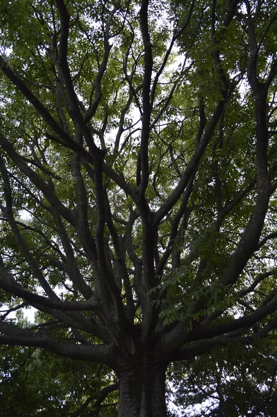 Doğadaki yeşil ağaca yakın.