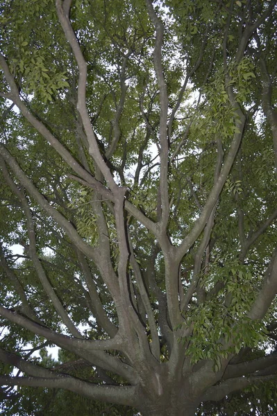 Doğadaki yeşil ağaca yakın.