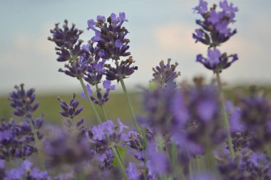 Çiçekli lavanta tarlasının güzel manzarası