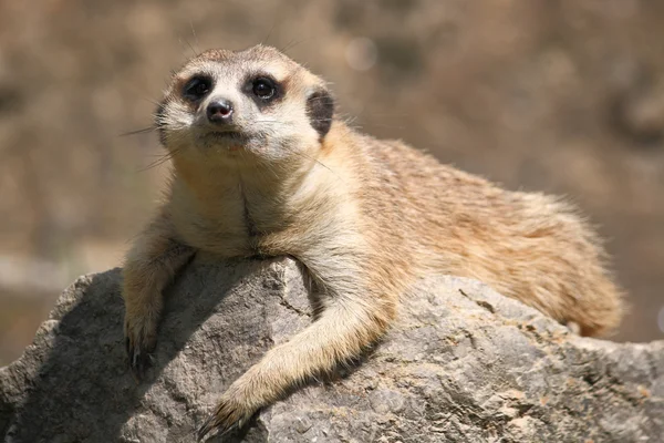 Meerkat. — Fotografia de Stock