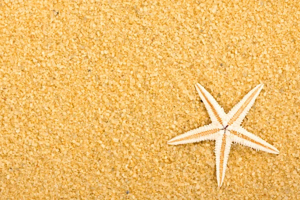 Sea star — Stock Photo, Image