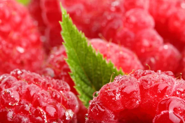 Raspberrys — Stockfoto