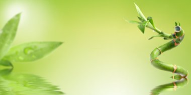 Bambu 2