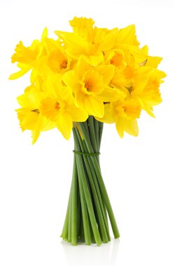 Lily (nergis lent)