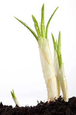 Yeni Yaşam