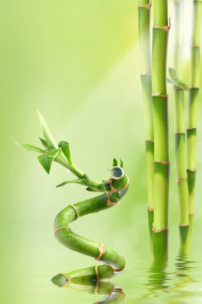 Bambù — Foto Stock