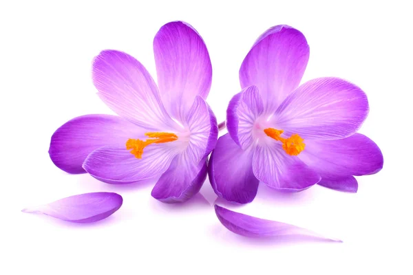 Crocus — Stockfoto