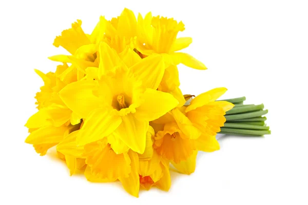 Uitgeleend lelie (NARCIS) — Stockfoto