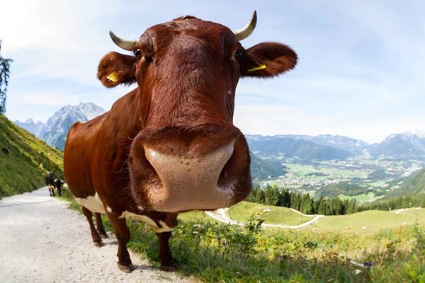 Vaca nos Alpes — Fotografia de Stock