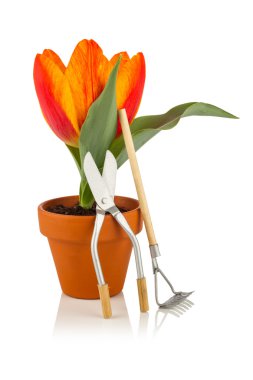 Tulip ve Bahçe araçları