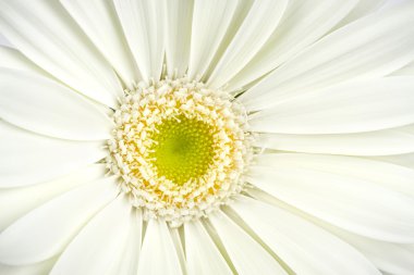 Beyaz gerbera çiçeği