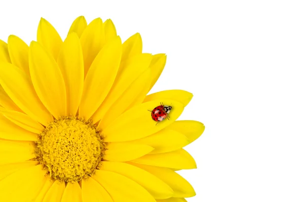 Lady bug on gerbera blossom — Stock Photo, Image