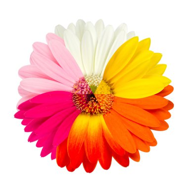 çok renkli gerbera çiçeği