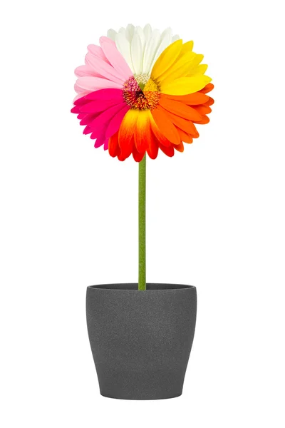 Bunte Gerbera-Blume — Stockfoto