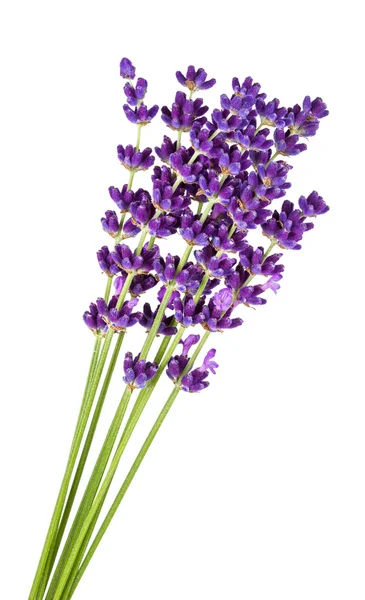 Lavendel — Stockfoto