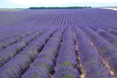 Fransız Provence lavanta alanlar