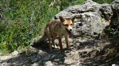 Kızıl Tilki (Vulpes vulpes) bir kaya