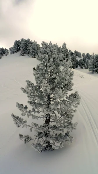 Góra śniegu drzewa — Zdjęcie stockowe