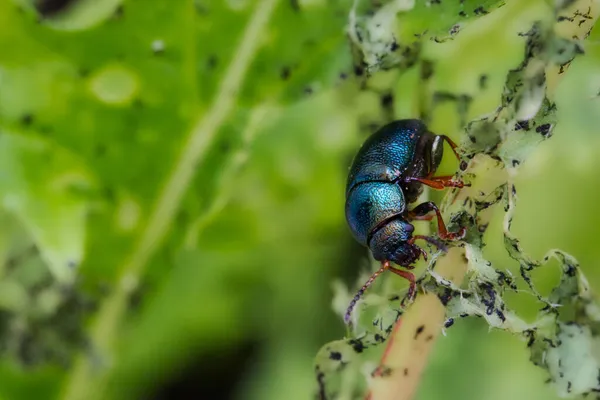 Macro Primer Plano Alder Flea Beetle Agelastica Alni Comiendo Destruyendo — Foto de Stock