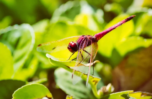 Leuchtend Rote Libelle Ruht Auf Einem Grünen Blatt Der Warmen — Stockfoto