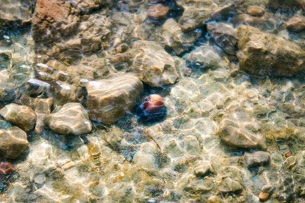 Felsen Und Eine Bunte Muschel Unter Wasser Aufgenommen Von Oben — Stockfoto