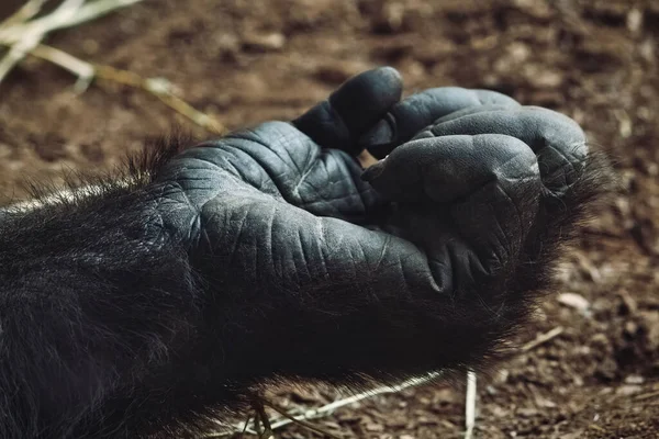 Nahaufnahme Der Boden Liegenden Hand Eines Erwachsenen Berggorillas — Stockfoto