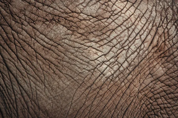 Close Light Brown Elephant Hide Skin Texture Perfect Abstract Pattern — Stock Photo, Image