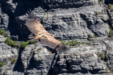 kartal