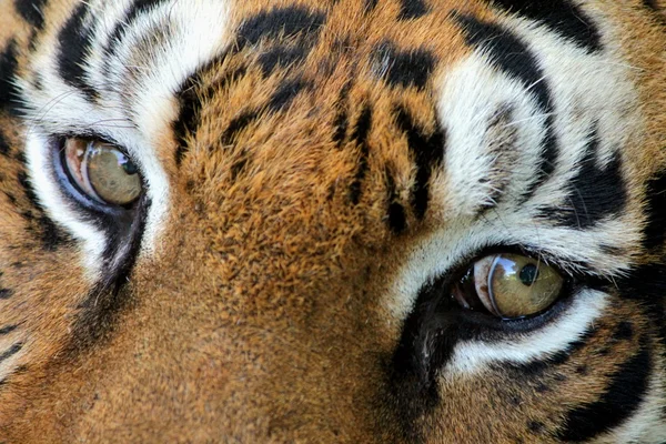 Глаза тигра — стоковое фото