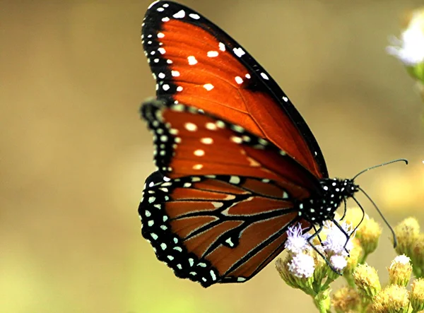 Monarchfalter beim Fressen lizenzfreie Stockbilder