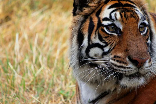 Tiger-Pose Stockbild