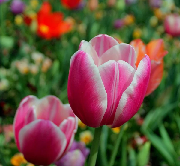 Tulipanes de primavera — Foto de Stock