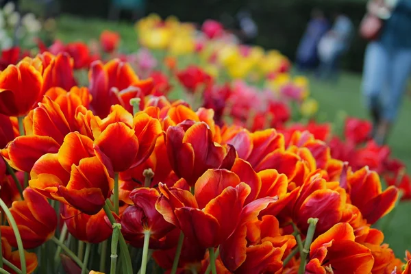 Tulipány v Dallasu arboretum — Stock fotografie