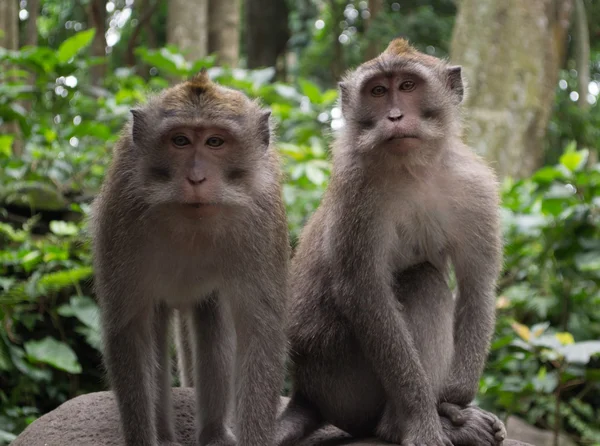 Monkey in forest — Stock Photo, Image