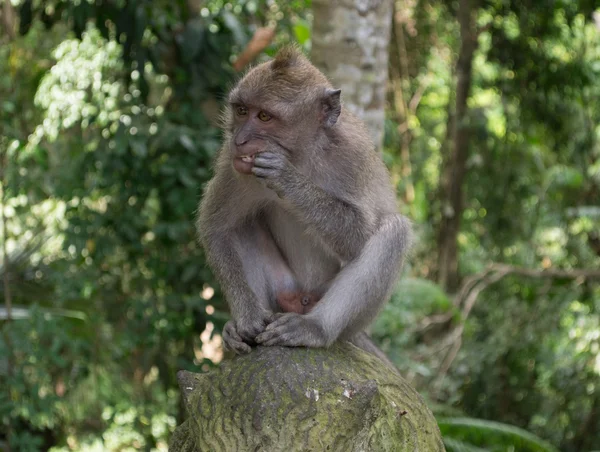 Opice v lese — Stock fotografie
