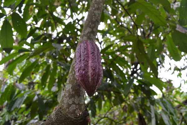 Cocoa tree bean