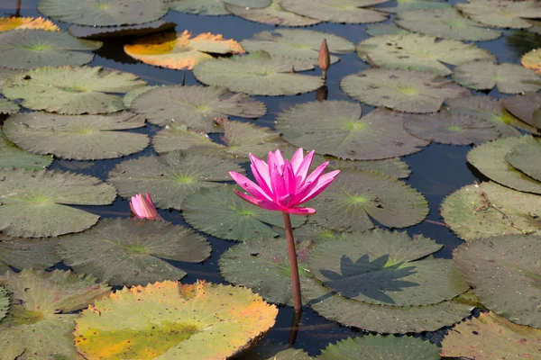 Flor de loto en el estanque —  Fotos de Stock