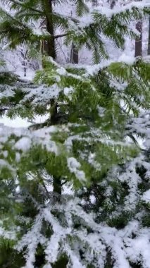 Dikey video. Kışın karlı orman. Spruce dallarının yavaş çekimde sallanması