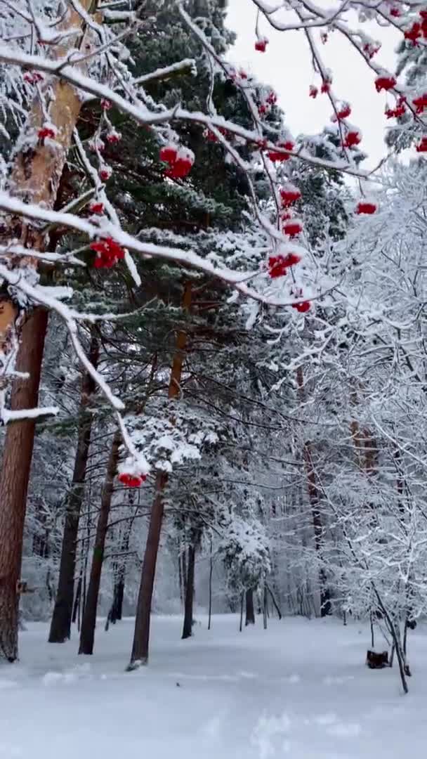 Vídeo vertical. Floresta nevada no inverno. Passagem em câmara lenta entre as árvores. — Vídeo de Stock