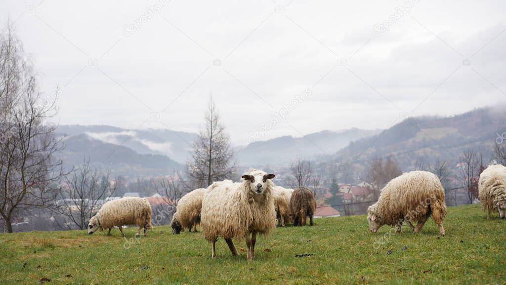 sheep graze in mountain meadows