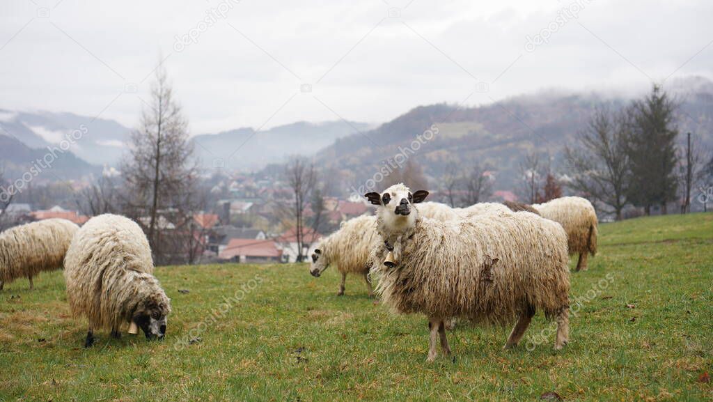 sheep graze in mountain meadows