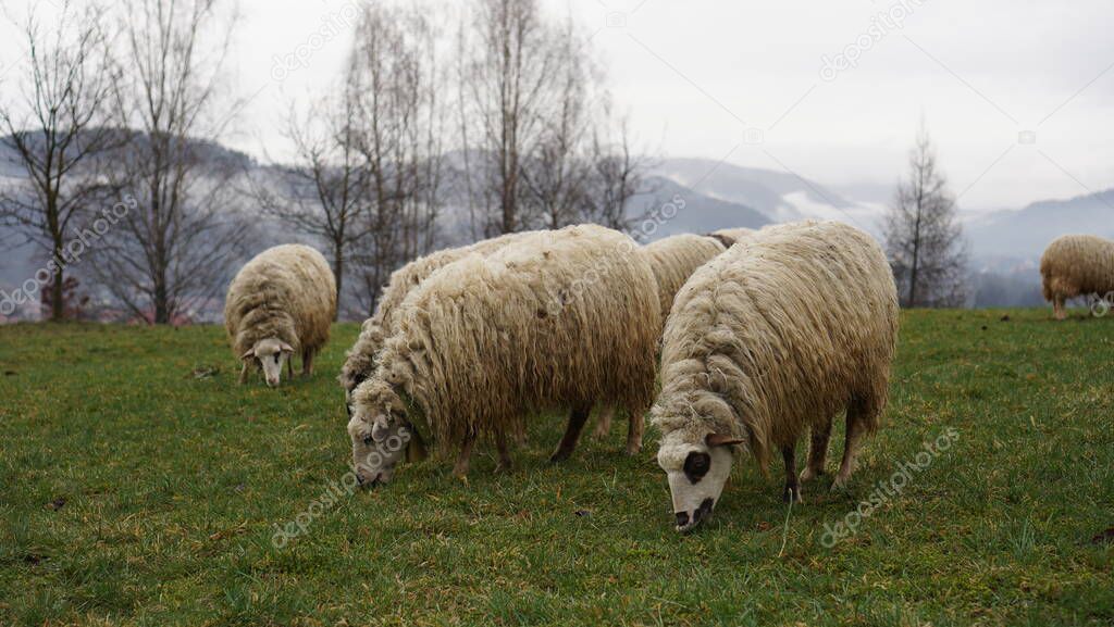 sheep graze in mountain meadows