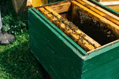 Arı kovanında yeşil arı kovanı