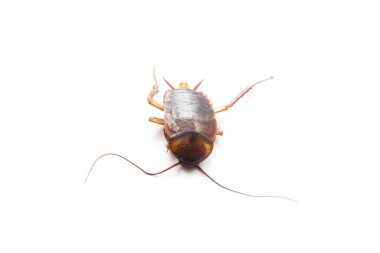 Beyaz arka planda Amerikan hamamböceği