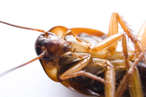 makro çekim Amerikan hamamböceği