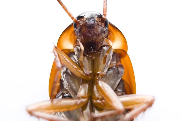 Makro çekim Amerikan hamamböceği — Stok fotoğraf
