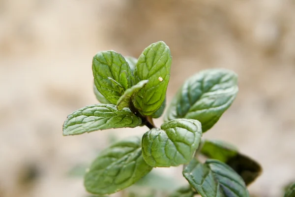 Fresh Peppermint Plant in Nature — Stock Photo, Image